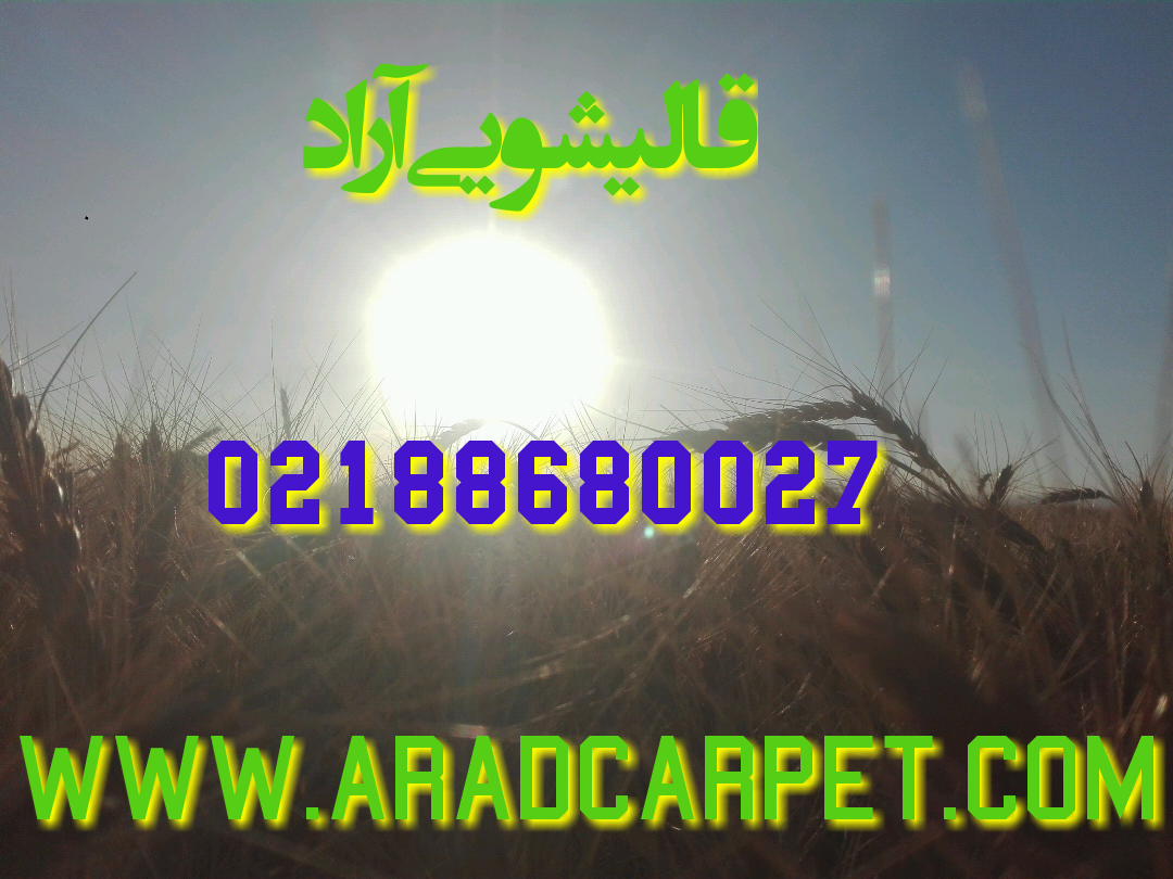 قالیشویی قالیشویی در منطقه محدوده حوالی شیخ هادی 88680027