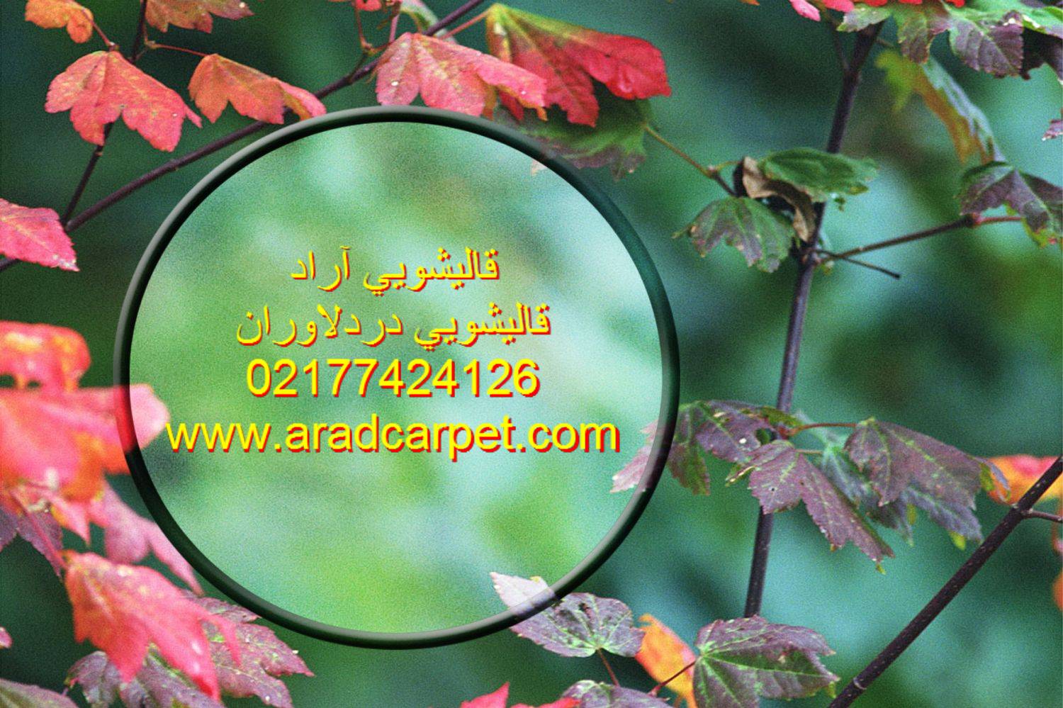 قالیشویی قالیشویی در دلاوران 77424126