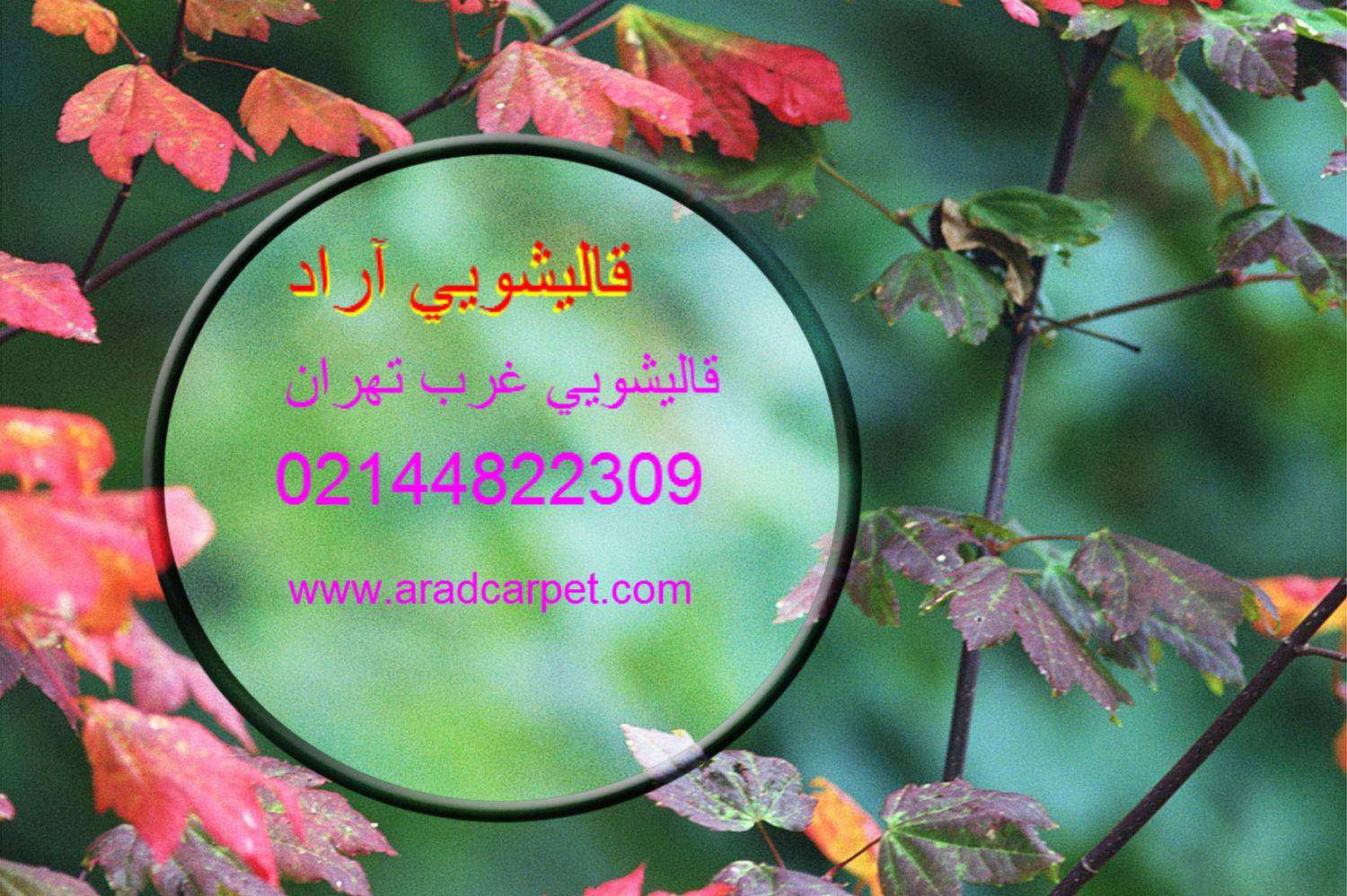 قالیشویی قالیشویی مجاز غرب تهران 44822309