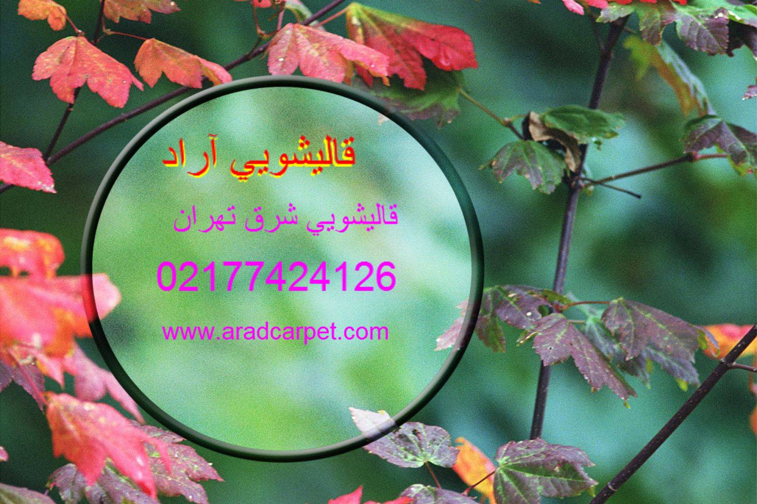 قالیشویی قالیشویی مجاز شرق تهران 77424126